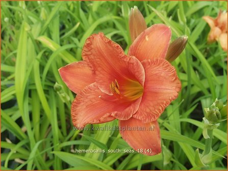 Hemerocallis &#039;South Seas&#039; | Daglelie | Taglilie