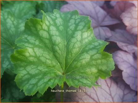 Heuchera &#039;Thomas&#039; | Purperklokje | Purpurgl&ouml;ckchen