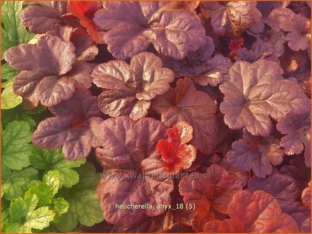 Heucherella &#039;Onyx&#039; | Purperklokje | Bastardschaumbl&uuml;te