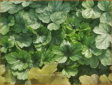 Heucherella 'Pink Revolution' | Purperklokje | Bastardschaumbl&uuml;te