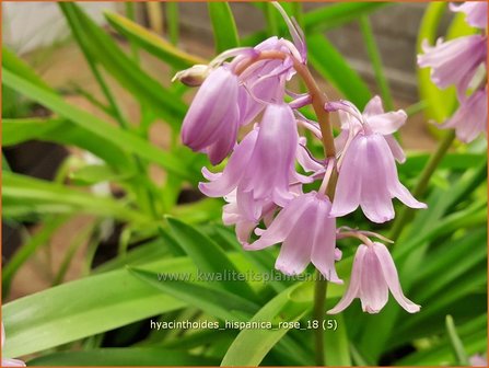 Hyacinthoides hispanica &#039;Rose&#039; | Spaanse boshyacint, Wilde hyacint | Spanisches Hasengl&ouml;ckchen