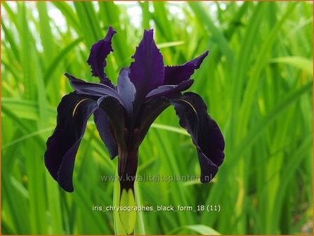 Iris chrysographes &#039;Black Form&#039; | Iris, Lis | Goldgefleckte Schwertlilie