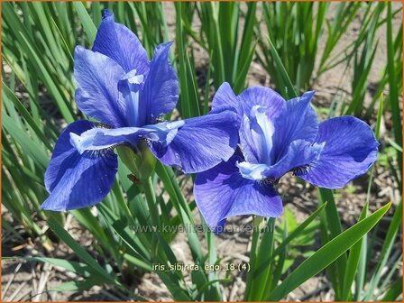 Iris sibirica &#039;Ego&#039; | Siberische iris, Lis, Iris | Sibirische Schwertlilie