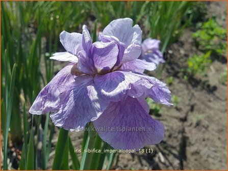 Iris sibirica &#039;Imperial Opal&#039; | Siberische iris, Lis, Iris | Sibirische Schwertlilie