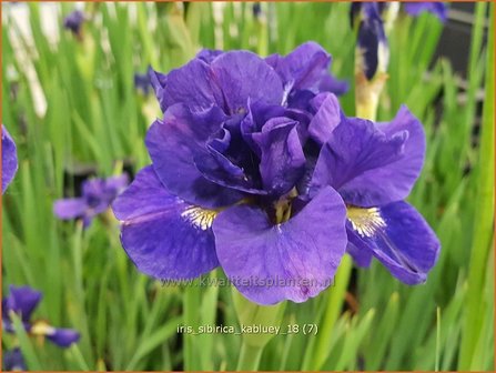 Iris sibirica &#039;Kabluey&#039; | Siberische iris, Lis, Iris | Sibirische Schwertlilie