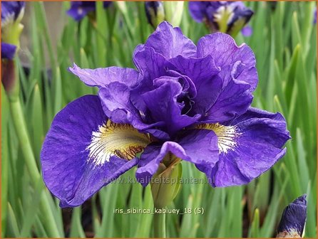 Iris sibirica &#039;Kabluey&#039; | Siberische iris, Lis, Iris | Sibirische Schwertlilie