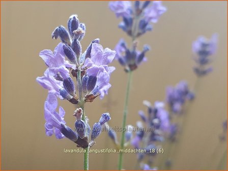 Lavandula angustifolia &#039;Middachten&#039; | Gewone lavendel, Echte lavendel, Lavendel | Echter Lavendel