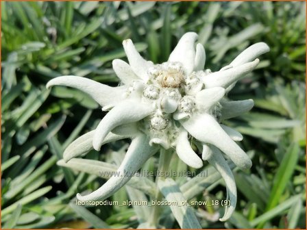 Leontopodium alpinum 'Blossom of Snow' | Edelweiss | Alpen-Edelwei&szlig;