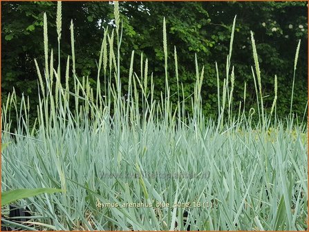 Leymus arenarius &#039;Blue Dune&#039; | Zandhaver | D&uuml;nengras