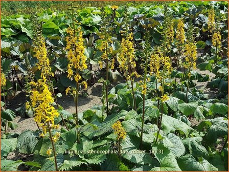 Ligularia stenocephala &#039;The Rocket&#039; | Kruiskruid | Schmaler Goldkolben