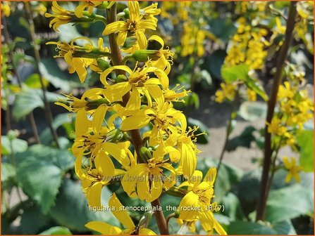 Ligularia stenocephala &#039;The Rocket&#039; | Kruiskruid | Schmaler Goldkolben