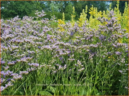 Limonium latifolium &#039;Robert Butler&#039; | Lamsoor, Zeelavendel | Meerlavendel