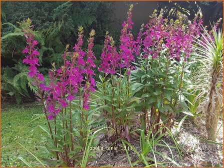 Lobelia 'Tania' | Kardinaalsbloem, Vaste lobelia | Kardinals-Lobelie