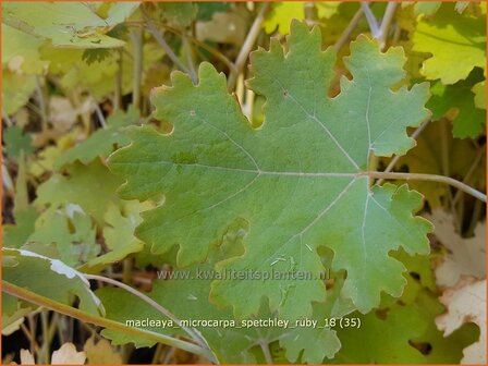 Macleaya microcarpa 'Spetchley Ruby' | Pluimpapaver, Vedermaan | Br&auml;unlichbl&uuml;hender Federmohn