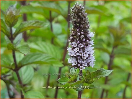 Mentha piperita &#039;Chocolate&#039; | Pepermunt, Munt | Pfefferminze