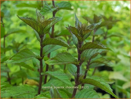 Mentha piperita &#039;Chocolate&#039; | Pepermunt, Munt | Pfefferminze