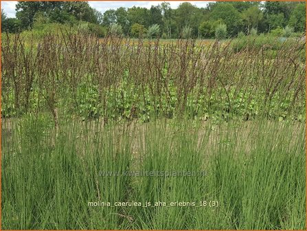 Molinia caerulea &amp;#x0027;JS Aha-Erlebnis&amp;#x0027; | Pijpenstrootje | Kleines Pfeifengras