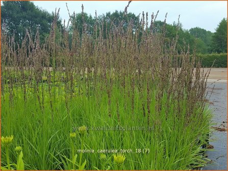 Molinia caerulea &#039;Torch&#039; | Pijpenstrootje | Kleines Pfeifengras