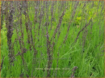 Molinia caerulea &#039;Torch&#039; | Pijpenstrootje | Kleines Pfeifengras