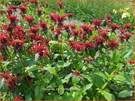 Monarda &#039;Cambridge Scarlet&#039; | Bergamotplant, Indianennetel | Indianernessel | Beebalm
