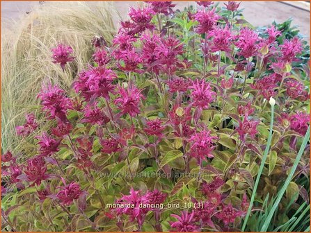 Monarda &#039;Dancing Bird&#039; | Bergamotplant, Indianennetel | Indianernessel