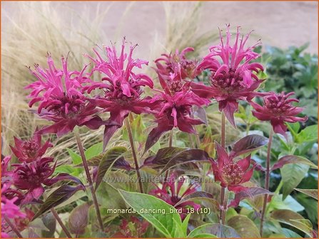 Monarda &#039;Dancing Bird&#039; | Bergamotplant, Indianennetel | Indianernessel