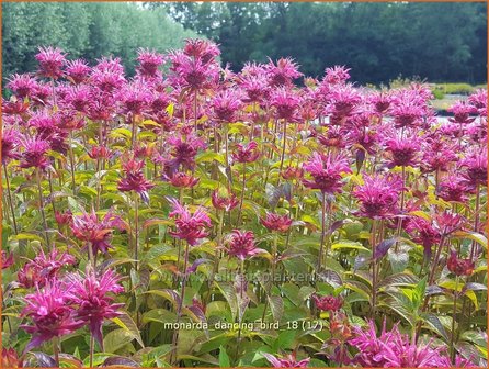 Monarda &#039;Dancing Bird&#039; | Bergamotplant, Indianennetel | Indianernessel