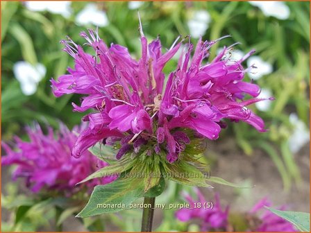 Monarda 'Pardon My Purple' | Bergamotplant, Indianennetel | Indianernessel