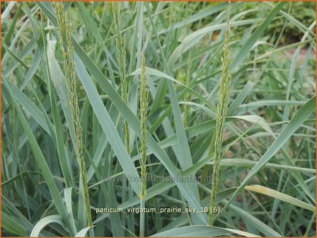 Panicum virgatum &#039;Prairie Sky&#039; | Vingergras, Parelgierst | Rutenhirse