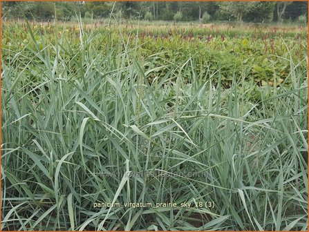 Panicum virgatum &#039;Prairie Sky&#039; | Vingergras, Parelgierst | Rutenhirse