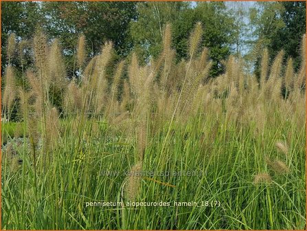 Pennisetum alopecuroides &#039;Hameln&#039; | Lampenpoetsersgras, Borstelveergras | Lampenputzergras