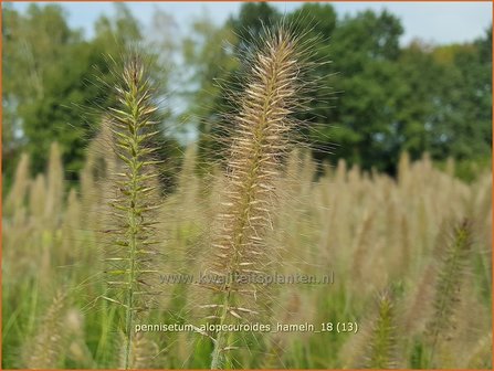 Pennisetum alopecuroides &#039;Hameln&#039; | Lampenpoetsersgras, Borstelveergras | Lampenputzergras