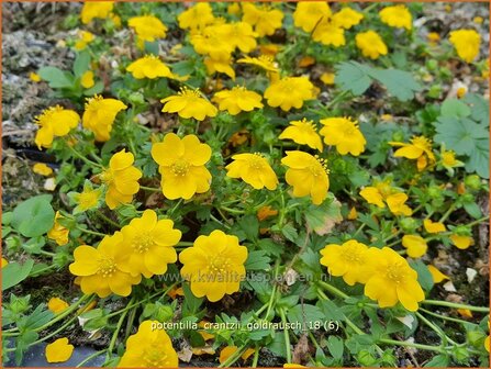 Potentilla crantzii &#039;Goldrausch&#039; | Ganzerik | Zottiges Fingerkraut