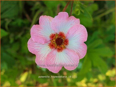 Potentilla hopwoodiana | Ganzerik | Hybrid-Fingerkraut