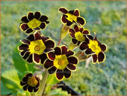 Primula &#039;Gold Lace&#039; | Aurikel, Sleutelbloem | Aurikel