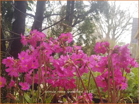 Primula rosea &#039;Grandiflora&#039; | Sleutelbloem | Rosabl&uuml;hende Sumpf-Schl&uuml;sselblume