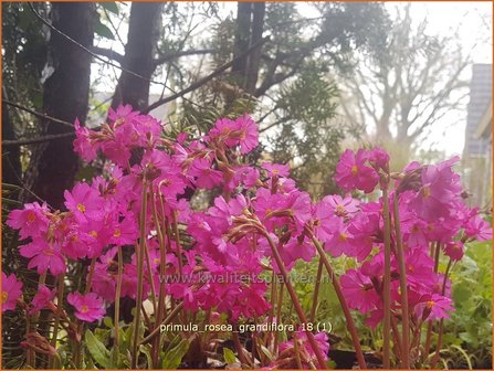Primula rosea 'Grandiflora' | Sleutelbloem | Rosabl&uuml;hende Sumpf-Schl&uuml;sselblume