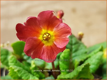 Primula &#039;Wanda Tomato Red&#039; | Sleutelbloem | Primel