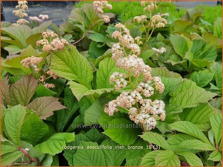 Rodgersia aesculifolia 'Irish Bronze' | Kastanjebladige astilbe, Schout-bij-nacht, Kijkblad | Kastanienbl&auml;