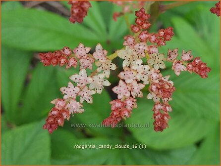 Rodgersia &#039;Candy Clouds&#039; | Schout-bij-nacht, Kijkblad | Schaublatt