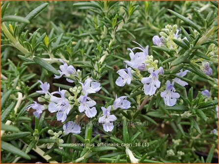 Rosmarinus officinalis &#039;Capri&#039; | Rozemarijn | Rosmarin
