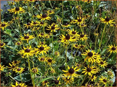 Rudbeckia fulgida 'Little Goldstar' | Zonnehoed | Gew&ouml;hnlicher Sonnenhut