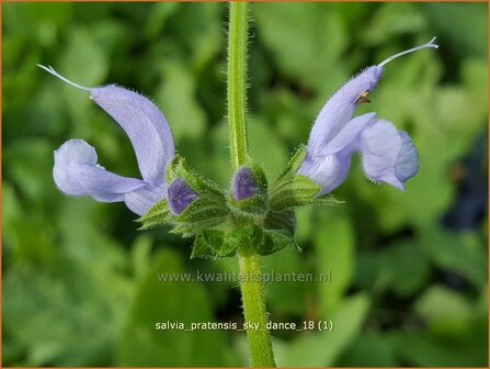 Salvia pratensis &#039;Sky Dance&#039; | Veldsalie, Salie, Salvia | Wiesen-Salbei