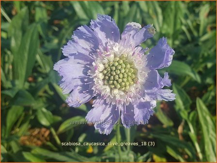 Scabiosa caucasica 'Clive Greaves' | Kaukasisch duifkruid, Duifkruid, Schurftkruid | Kaukasus Grindkraut