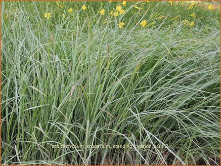 Schizachyrium scoparium &#039;Standing Ovation&#039; | Klein prairiegras | Kleines Pr&auml;riegras