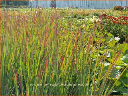 Schizachyrium scoparium &#039;Standing Ovation&#039; | Klein prairiegras | Kleines Pr&auml;riegras