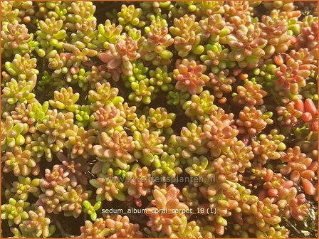 Sedum album 'Coral Carpet'