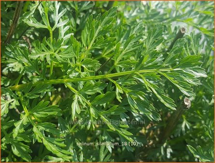 Selinum silaifolium | Karwijselie | Silaubl&auml;ttrige Brenndolde