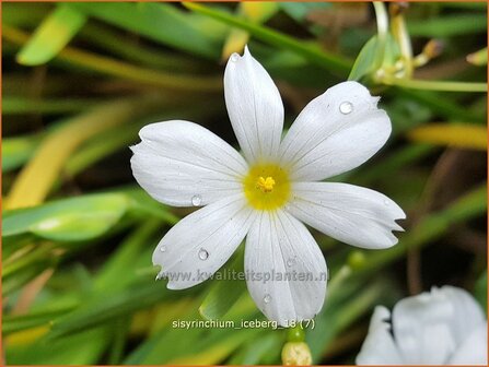 Sisyrinchium &#039;Iceberg&#039; | Bieslelie | Binsenlilie