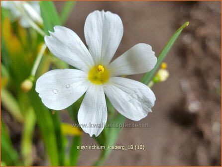 Sisyrinchium &#039;Iceberg&#039; | Bieslelie | Binsenlilie